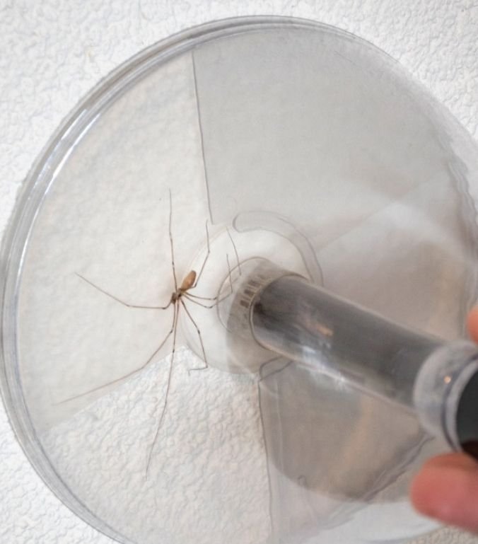 Spindelfångare 73 cm - miljövänlig!