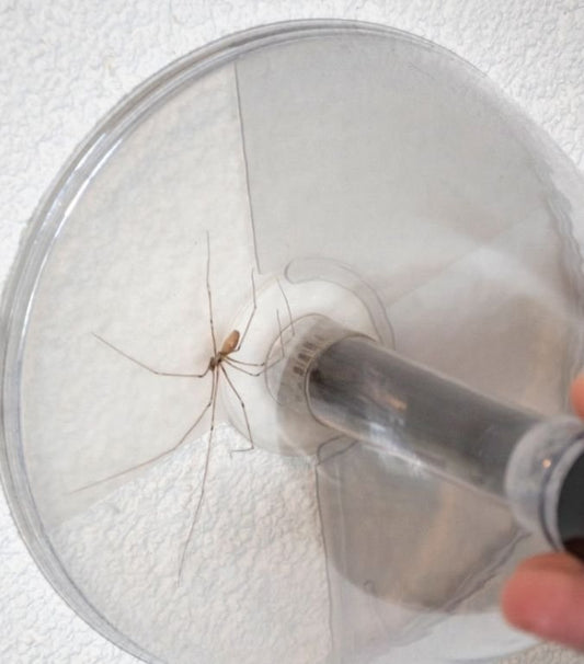 Spindelfångare 73 cm - miljövänlig!